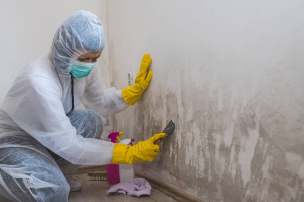 Best Crawl Space Mold Remediation  in Eureka, MT