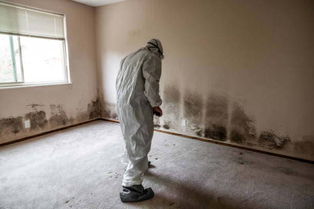 Best Environmental Consulting for Mold Prevention  in Eureka, MT