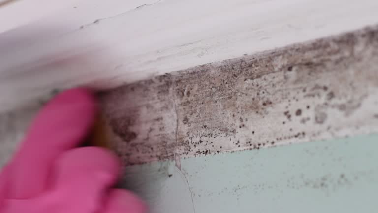 Best Forensic Mold Investigation  in Eureka, MT